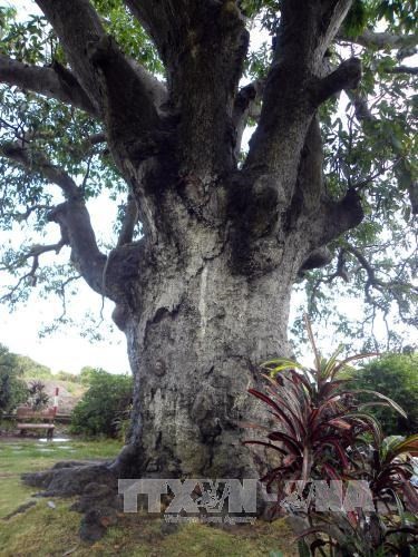 Ancient banyan in Binh Dinh named Heritage Tree  - ảnh 1